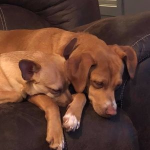 Meet your Posher, Bentley kirk